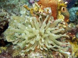 IMG 4044 Giant Anemone